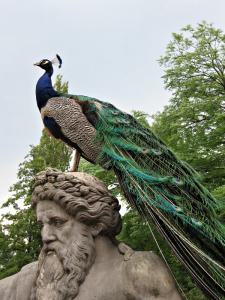 Bird sitting on a statue in Lazienki park