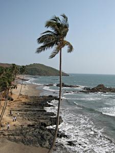 A palm on a windy day next to Vagator beach, Goa, India.