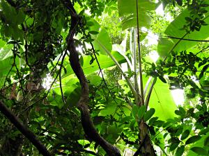 Looking up in a rainforest at Ang Pak Nam, Thailand.