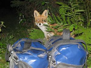 A fox trying to get food from my bicycle panniers in the Apuseni mountains