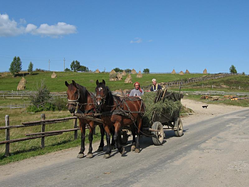 img_4167_ladies_horse_cart_medium.jpg