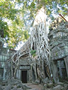 A tree growing atop the ruins at the Ta Prohm temple.