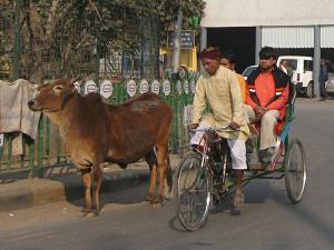 A bicycle rickshaw overtaking a cow, New Delhi, India.