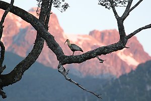 A bird in front of the mountains coloured by the sunset. Photo by Sandra Teräs.