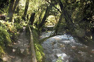 Bosque Encantada trail in the Queulat National Park.