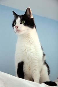 Germaine sitting and looking around on top of a cupboard.