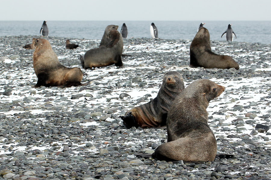 Penguins, seals, lots of penguins