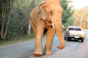 A wild elephant on the road to Palau waterfall, Thailand. Photo by Sandra Wilke.