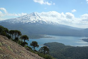 The Conguillio lake, with Volcano Llaima in the background and a row of Araucarias in the front.