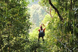 Riding a zipline through the jungle in the Gibbon Experience, Laos.