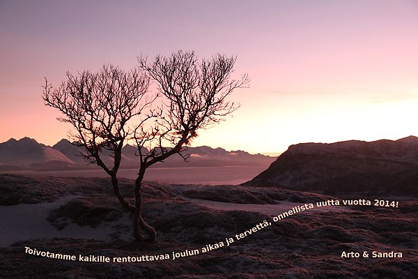 Kuva: Kaksi puuta kukkulalla. Karlsøy, Norja, talvipäivänseisaus 2012.
