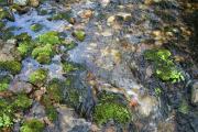 Moss in the stream