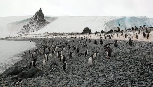 Penguins, seals, lots of penguins
