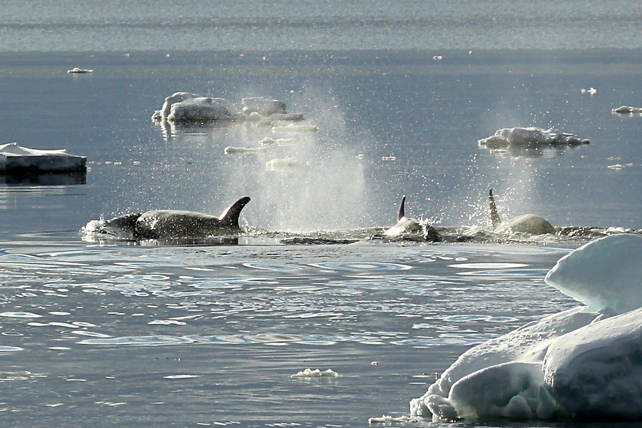 Sunny whale watching on the Weddell Sea