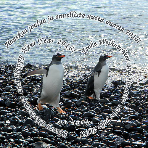 Two Gentoo penguins, Brown Bluff, Antarctica.