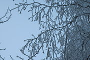 img_3786_frosted_branches_medium.jpg