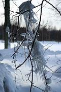 img_3921_icicles_on_a_tree_portrait_medium.jpg