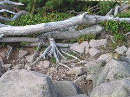 img_4059_medium.jpg