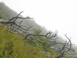 img_3946_medium.jpg