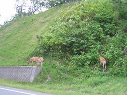 img_4076_medium.jpg