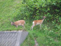 img_4077_medium.jpg