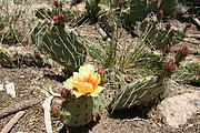 img_9609_prickly_pear_cactus_flower_medium.jpg