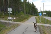 Reindeer on the bicycle way